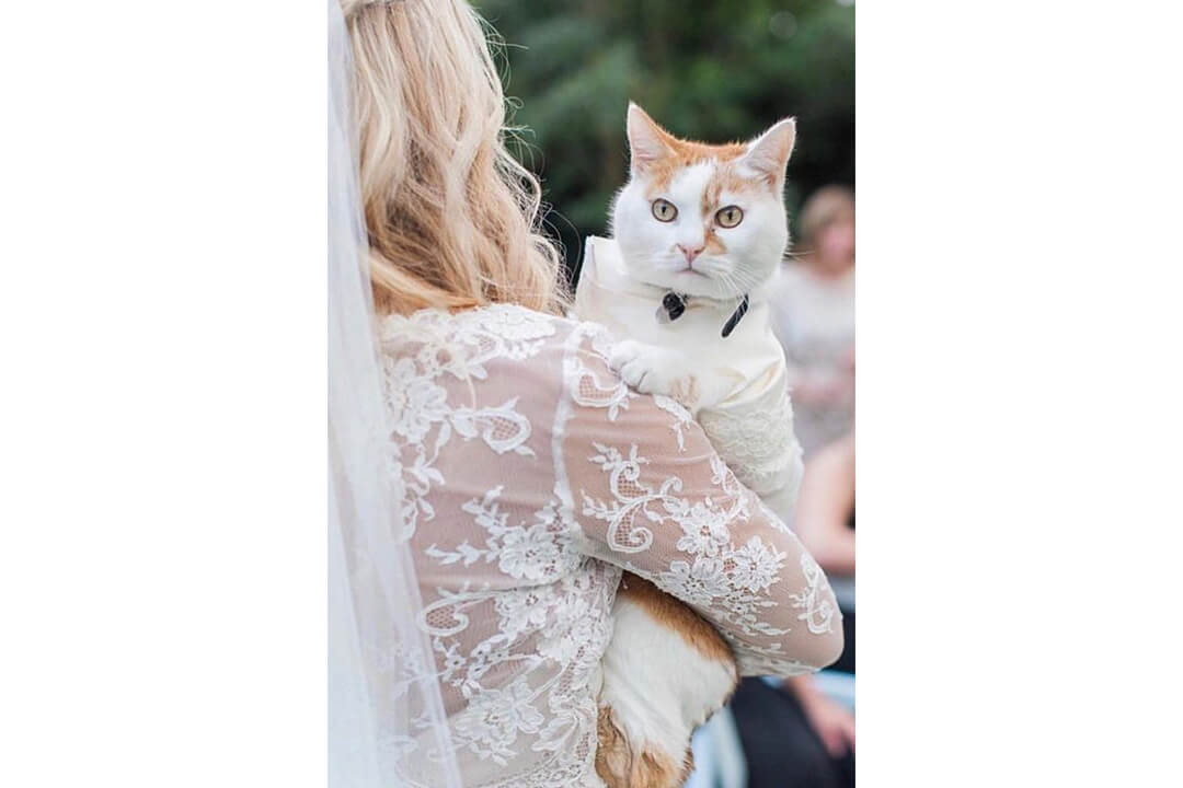 Düğün Kedileri