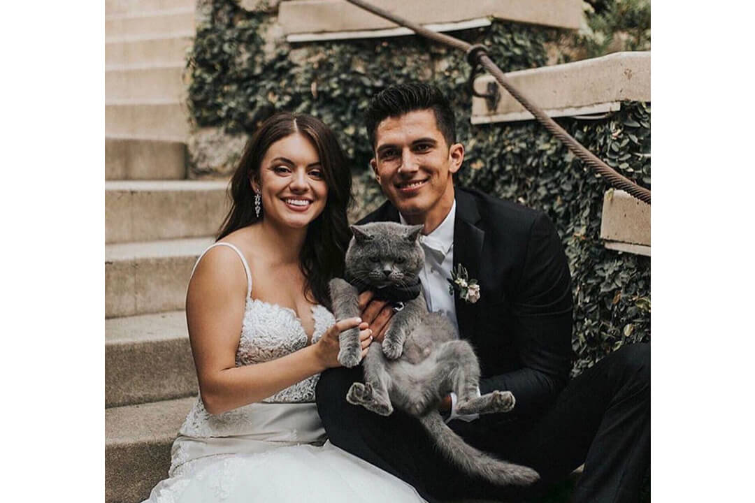 Düğün Kedileri