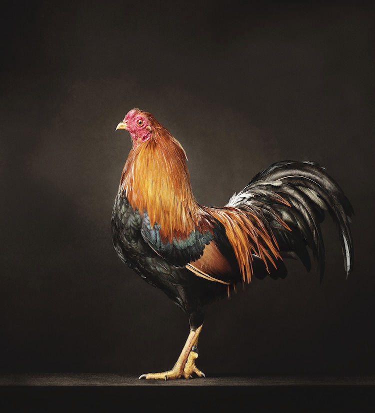 Tavuk ve Horozların Muhteşem Portreleri