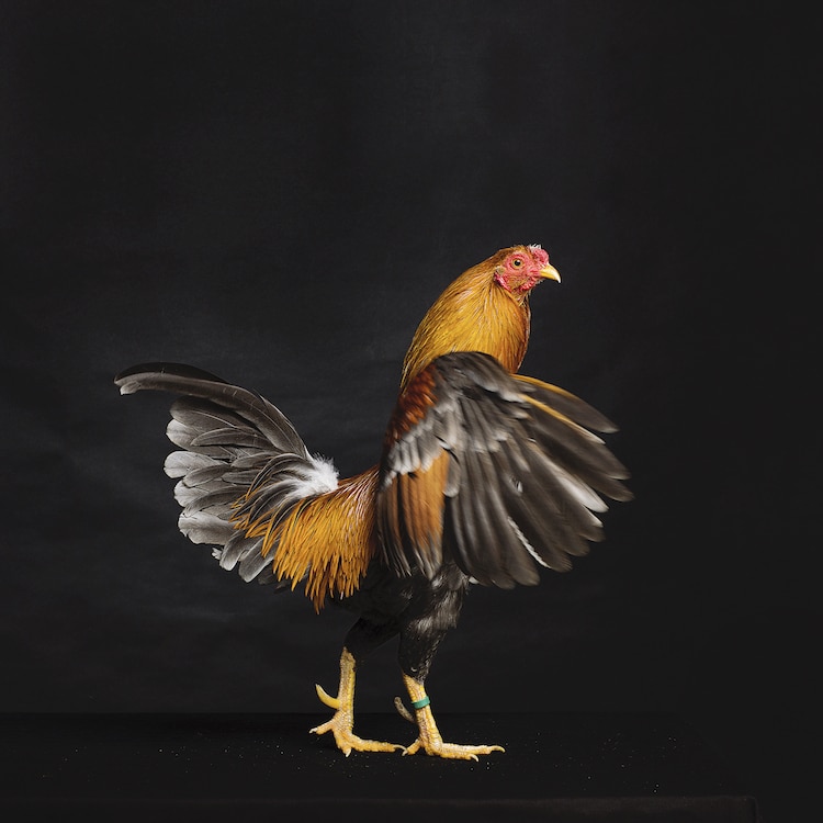 Tavuk ve Horozların Muhteşem Portreleri