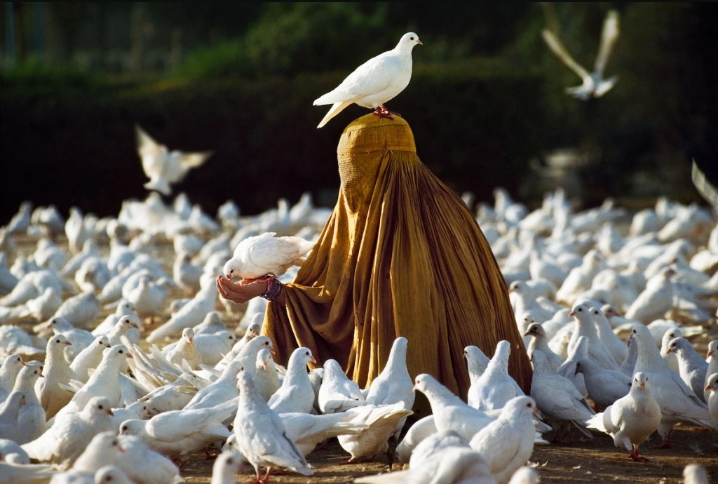 McCurry'nin Bağı: İnsanlar ve Hayvanlar