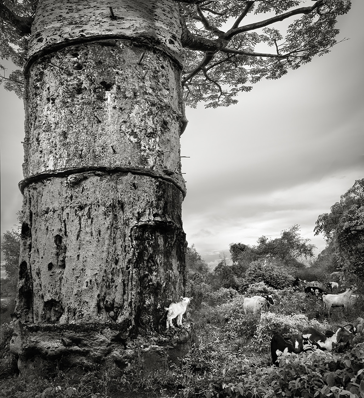 Belgelenen Antik Baobab Ağaçları