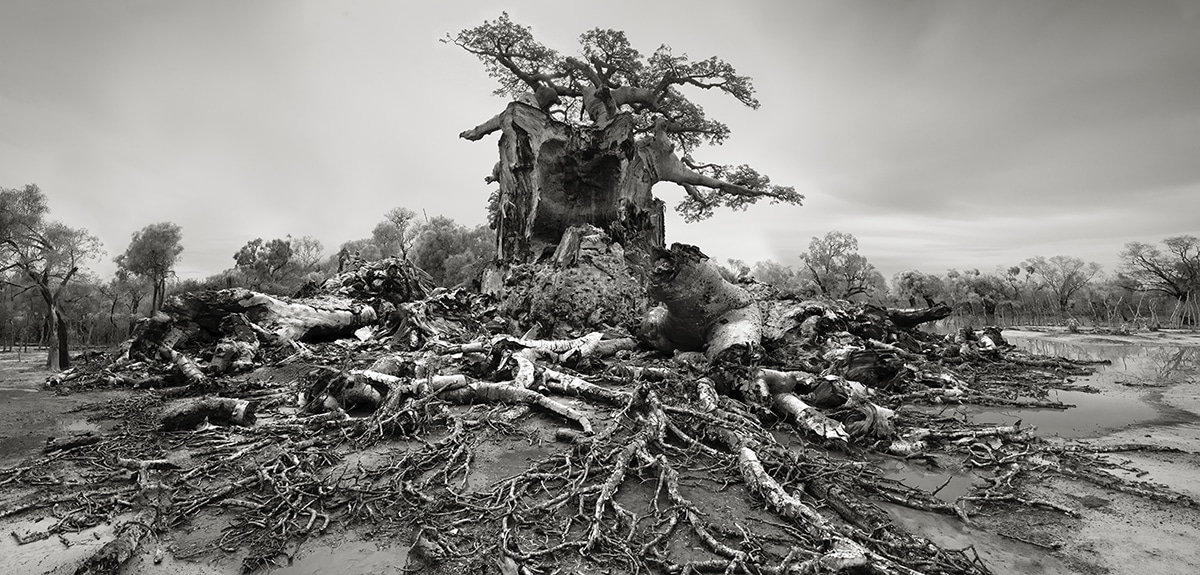 Belgelenen Antik Baobab Ağaçları