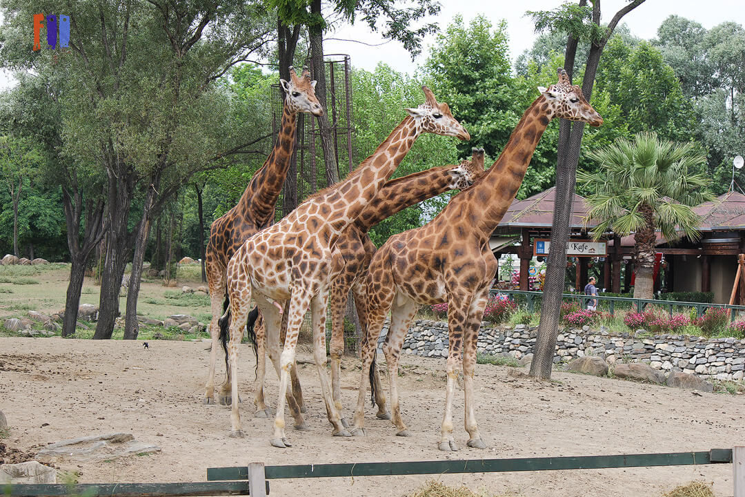Bursa Hayvanat Bahçesi