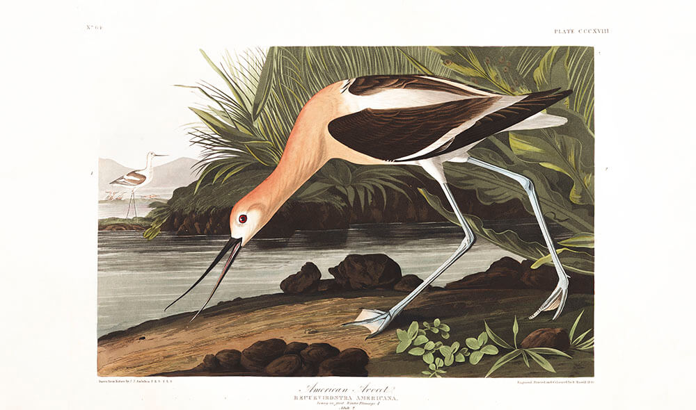 Audubon'un Suluboya Koleksiyonu