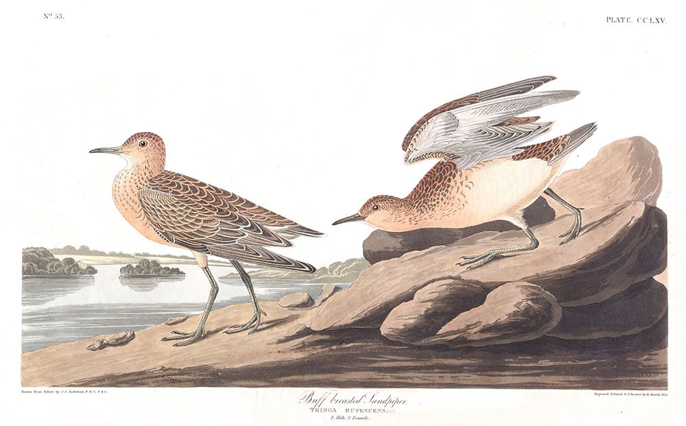 Audubon'un Suluboya Koleksiyonu