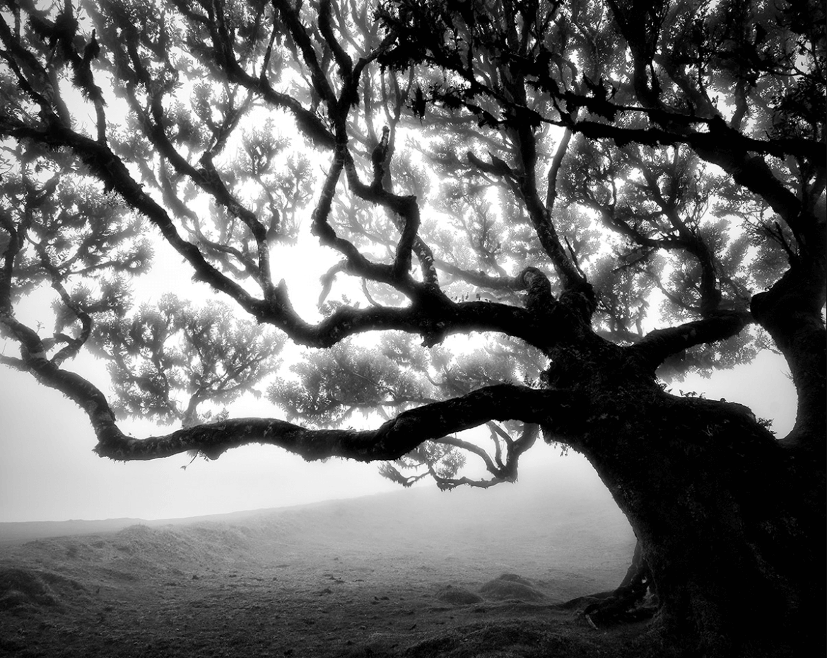 Madeira'nın Gizemli Laurel Ağaçları