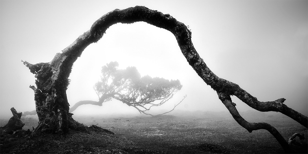 Madeira'nın Gizemli Laurel Ağaçları