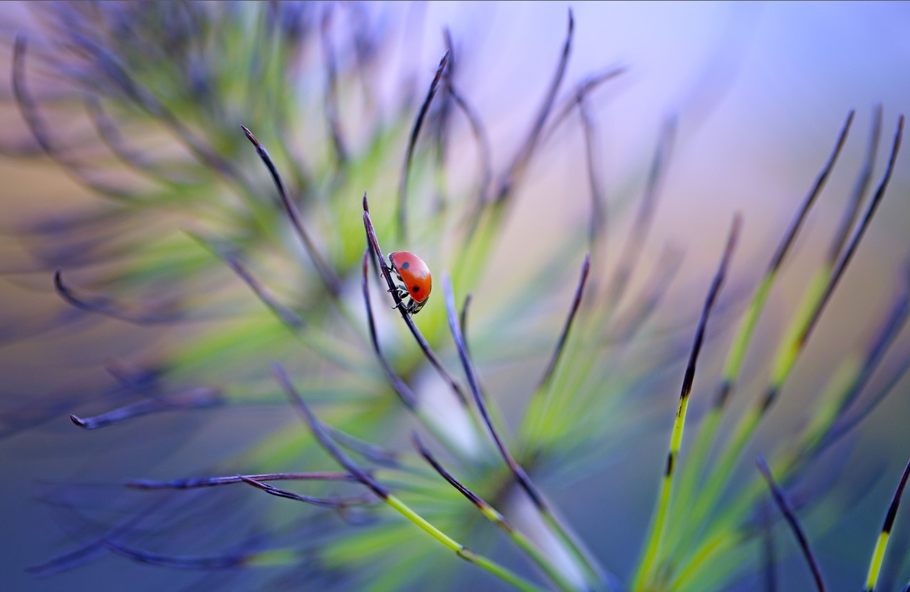 Büyüleyici Makro Fotoğraflar