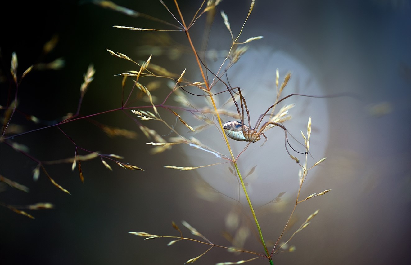 Büyüleyici Makro Fotoğraflar