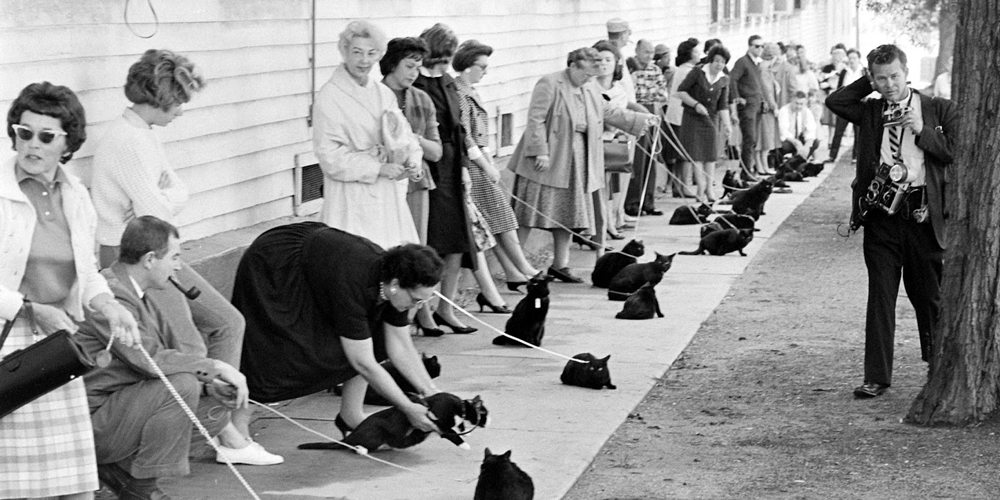 1961'de Kara Kediler İçin Açık Oyuncu Çağrısı Yapıldı
