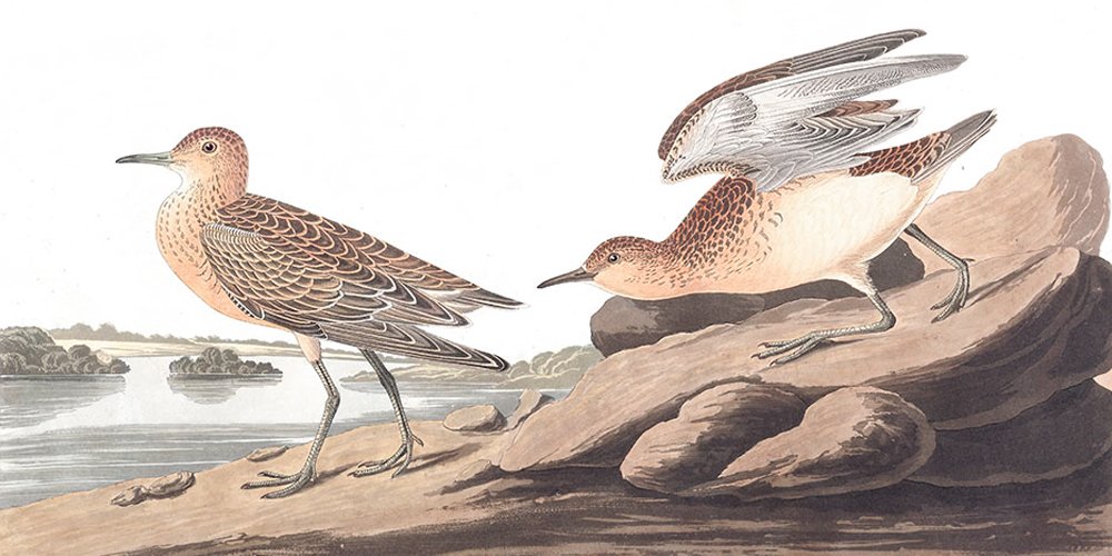 Audubon'un Suluboya Koleksiyonu
