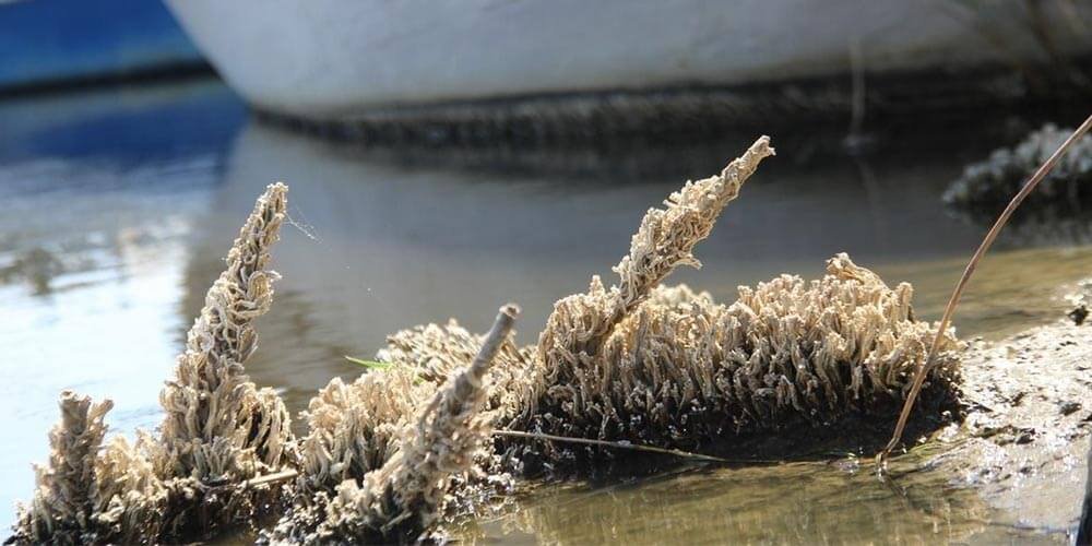 Bafa Gölü'nü Tüp Kurtları Sardı