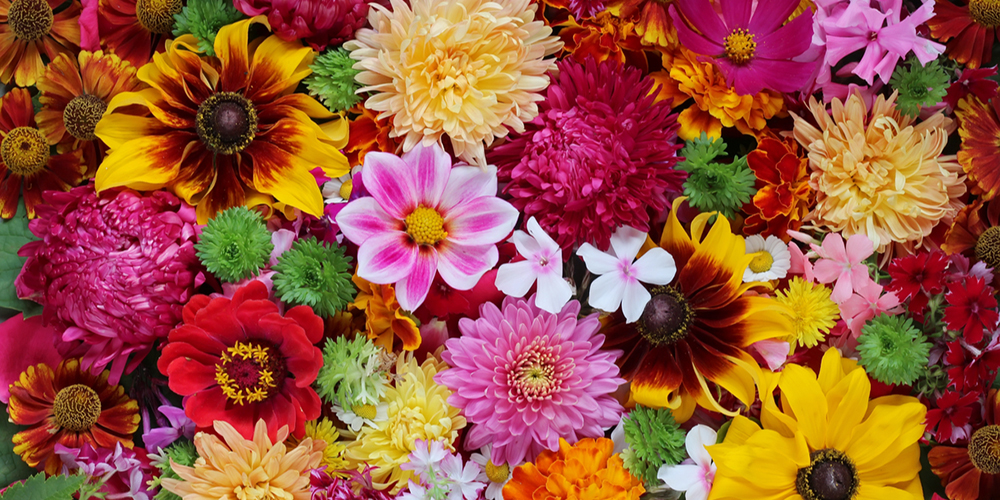 Çiçekler Neden Farklı Renktedir?