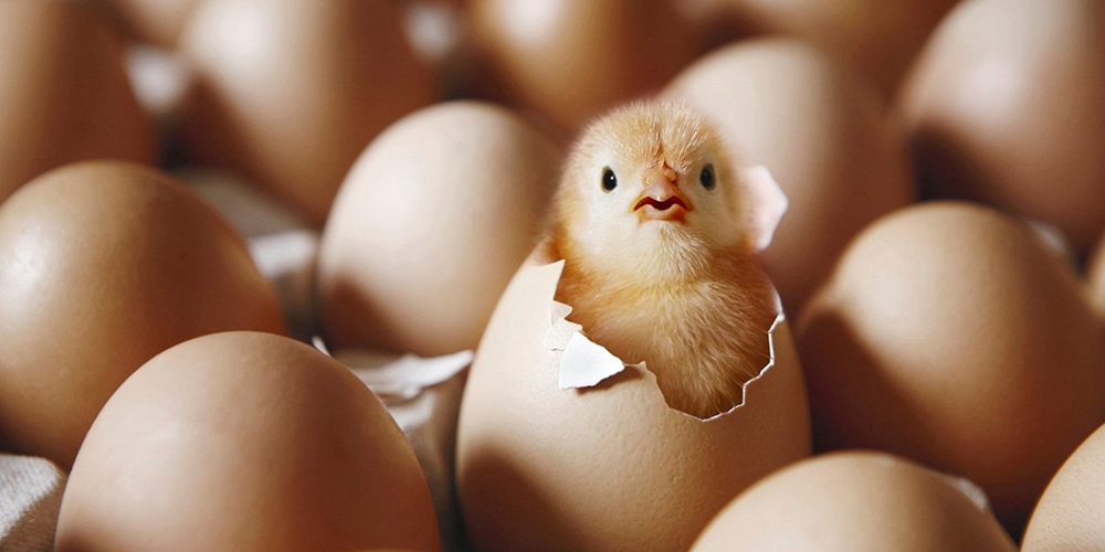 Civciv Yumurtadan Nasıl Çıkar?