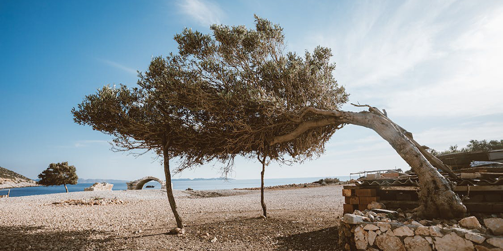 Deniz Kıyısındaki Ağaçlar Neden Eğiktir?