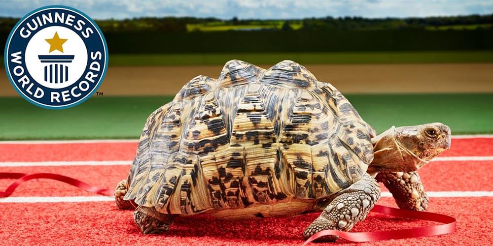 Dünyanın En Hızlı Kaplumbağası
