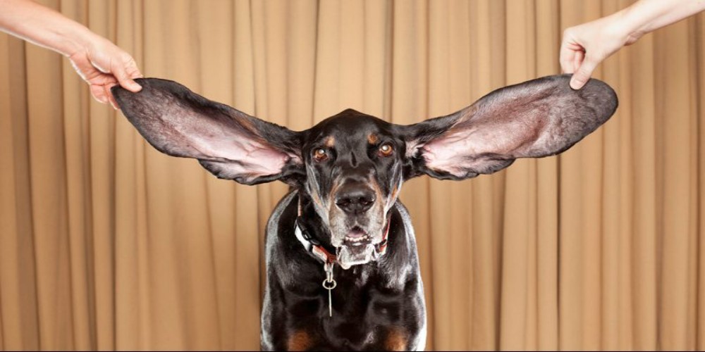 Dünyanın En Uzun Kulaklı Köpeği