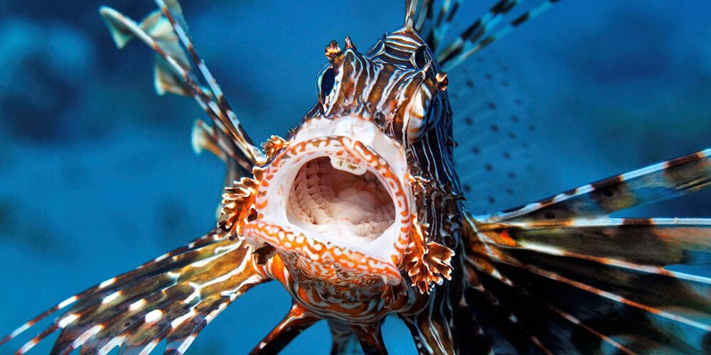 Ege ve Akdeniz'de Aslan Balığı İstilası