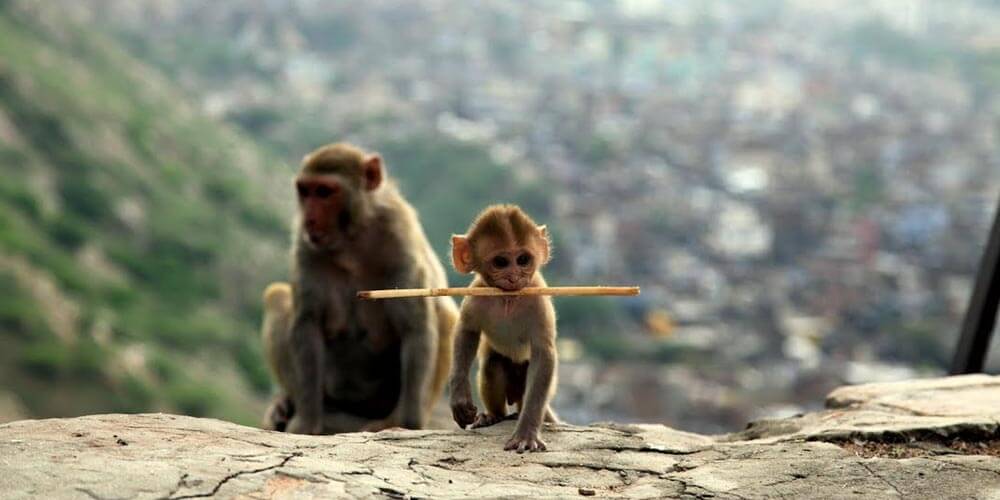 Hindistan'da Maymunlar Neden Kutsaldır?
