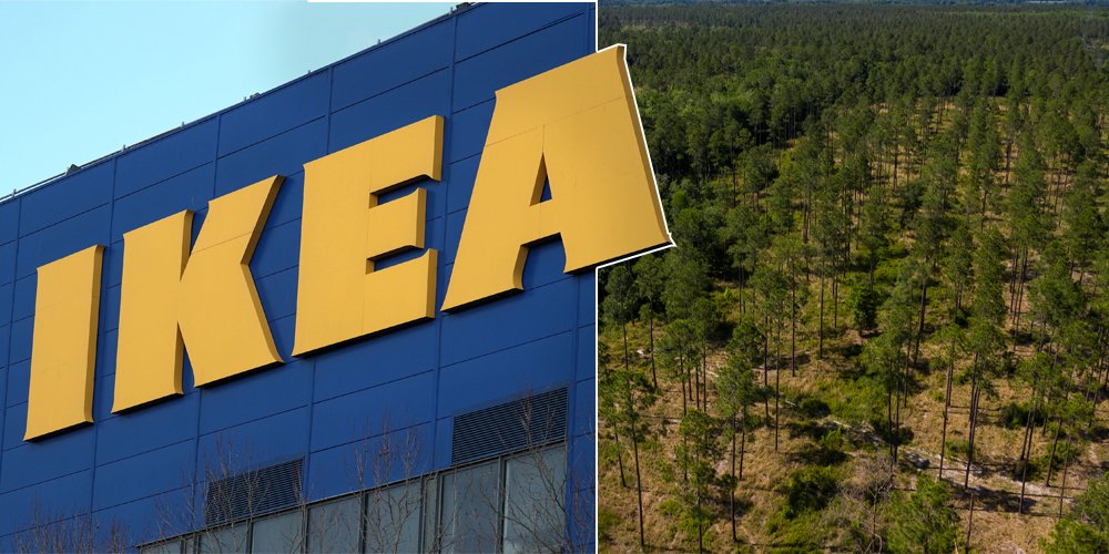 IKEA Gürcistan'da Orman Arazisi Aldı