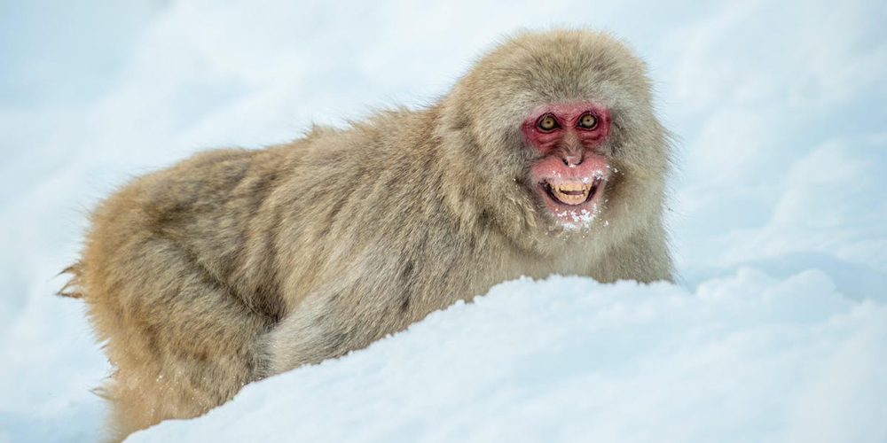 Japonya'da Maymunlar Terör Estiriyor