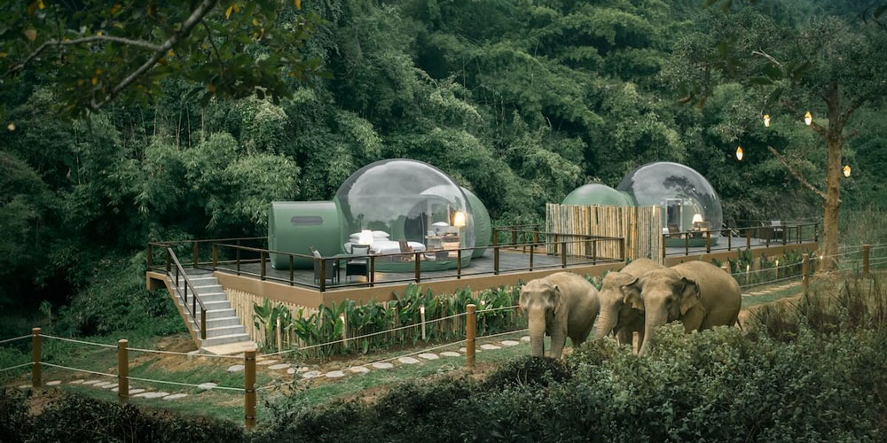 Jungle Bubbles'ta Fillerle Bir Gece