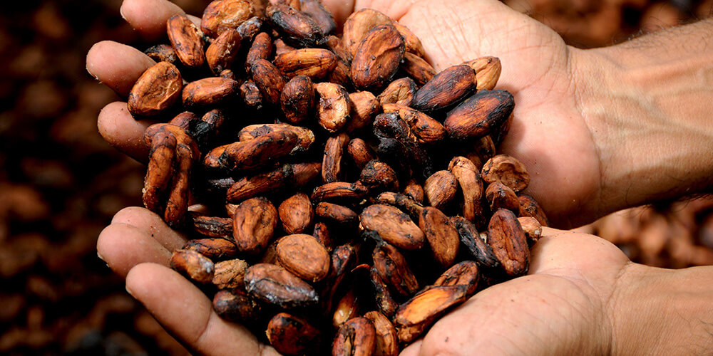 Kakao Üreten İlk 5 Ülke