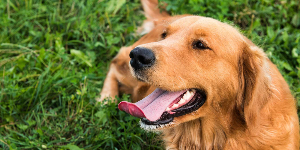 Köpekler Neden Dilini Çıkartır?