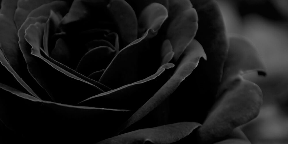 Şanlıurfa'ya Özgü Çiçek: Siyah Gül