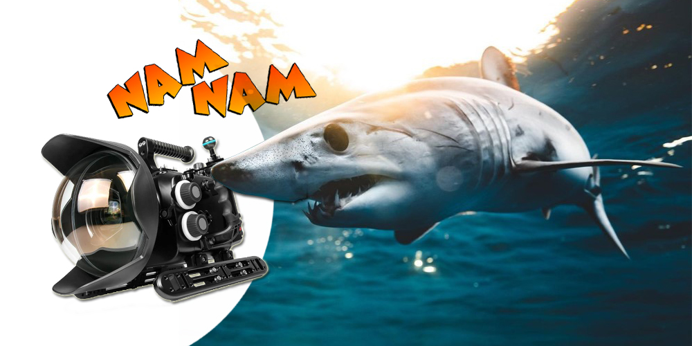 Sualtı Kamerasını Yiyen Köpekbalığı