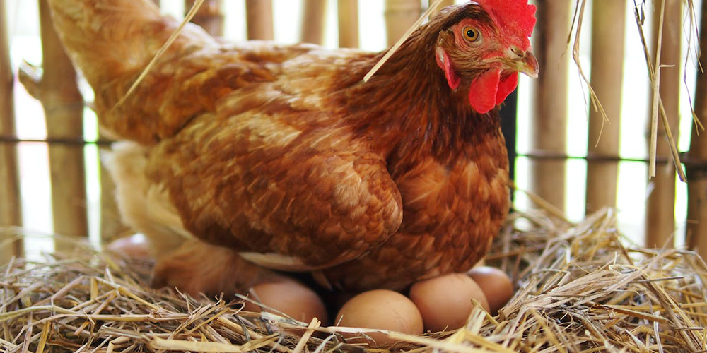 Tavuklar Neden Yumurtlar?
