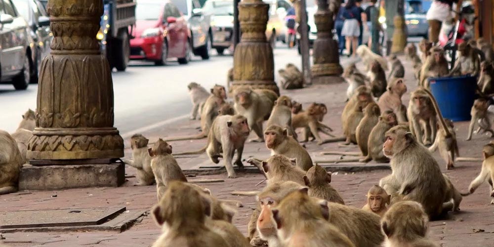 Tayland'da 3 Bin 500 Maymun Kenti Ele Geçirdi