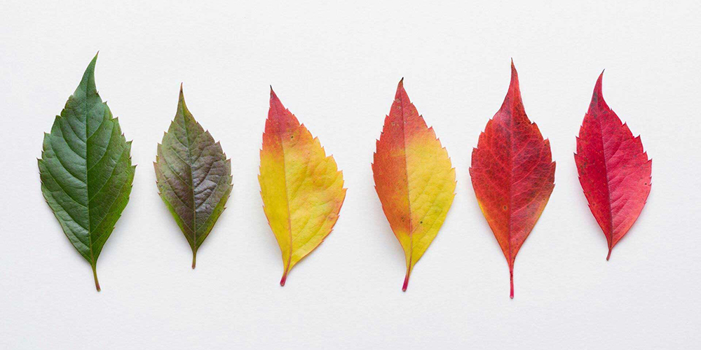 Yapraklar Sonbaharda Neden Renk Değiştirir?