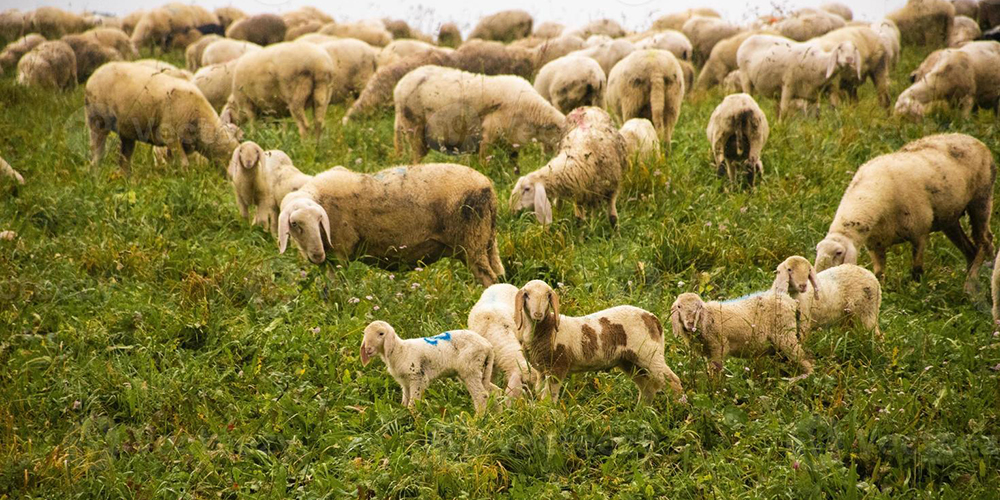 Yazın Koyunlar Neden Yüksek Yaylalardaki Otlaklara Çıkarılır?