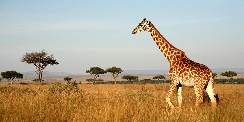 Zürafalar Neden Çok Uzun Boyludur?